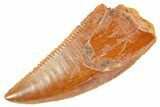 Serrated Raptor Tooth - Real Dinosaur Tooth #364715-1
